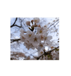 さくら 桜 桜花 花 華 春 ピンク 桃 写真（個別スタンプ：18）