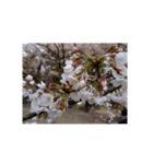 さくら 桜 桜花 花 華 春 ピンク 桃 写真（個別スタンプ：20）