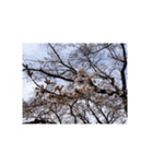 さくら 桜 桜花 花 華 春 ピンク 桃 写真（個別スタンプ：25）