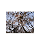 さくら 桜 桜花 花 華 春 ピンク 桃 写真（個別スタンプ：26）