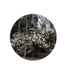 花 華 チューリップ パンジー 美しい 桜（個別スタンプ：22）