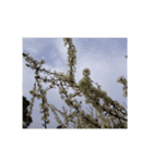 花 華 チューリップ パンジー 美しい 桜（個別スタンプ：25）