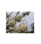 花 華 チューリップ パンジー 美しい 桜（個別スタンプ：27）