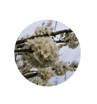 花 華 チューリップ パンジー 美しい 桜（個別スタンプ：28）