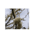花 華 チューリップ パンジー 美しい 桜（個別スタンプ：30）