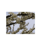 花 華 チューリップ パンジー 美しい 桜（個別スタンプ：31）