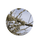 花 華 チューリップ パンジー 美しい 桜（個別スタンプ：32）