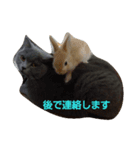 猫とウサギの生活（個別スタンプ：5）