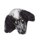 English coccer spaniel（個別スタンプ：1）