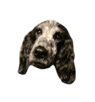 English coccer spaniel（個別スタンプ：4）