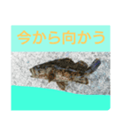 fishing牧場（個別スタンプ：6）