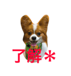 犬のパピヨン しょう君  第1弾（個別スタンプ：12）