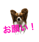 犬のパピヨン しょう君  第1弾（個別スタンプ：13）