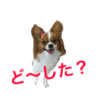 犬のパピヨン しょう君  第1弾（個別スタンプ：16）