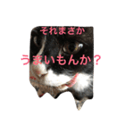 1枚ウワテな猫様（個別スタンプ：16）