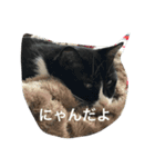 1枚ウワテな猫様（個別スタンプ：17）