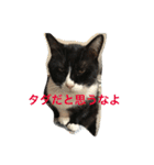 1枚ウワテな猫様（個別スタンプ：19）