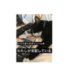 1枚ウワテな猫様（個別スタンプ：24）