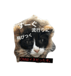 1枚ウワテな猫様（個別スタンプ：31）