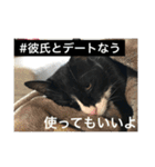 1枚ウワテな猫様（個別スタンプ：37）