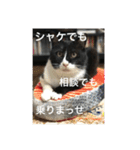 1枚ウワテな猫様（個別スタンプ：40）