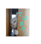 白丸さんち（個別スタンプ：24）