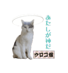 猫中心（個別スタンプ：1）