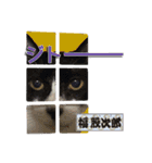 猫中心（個別スタンプ：3）