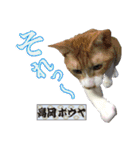 猫中心（個別スタンプ：4）