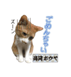 猫中心（個別スタンプ：5）