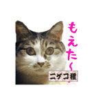 猫中心（個別スタンプ：9）