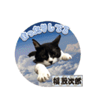 猫中心（個別スタンプ：10）