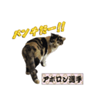 猫中心（個別スタンプ：11）