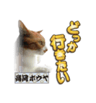 猫中心（個別スタンプ：13）