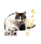 猫中心（個別スタンプ：14）