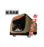 猫中心（個別スタンプ：16）