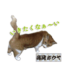 猫中心（個別スタンプ：17）