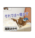 猫中心（個別スタンプ：18）