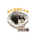 猫中心（個別スタンプ：19）