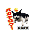 猫中心（個別スタンプ：20）