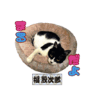 猫中心（個別スタンプ：22）