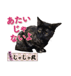 猫中心（個別スタンプ：23）