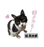 猫中心（個別スタンプ：25）