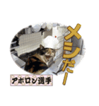 猫中心（個別スタンプ：28）