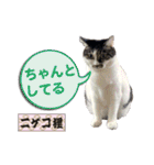 猫中心（個別スタンプ：29）