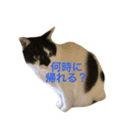 猫の梅子2（個別スタンプ：6）