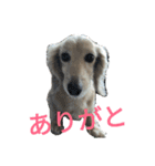 dachshund chiyoko 2（個別スタンプ：2）