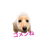 dachshund chiyoko 2（個別スタンプ：7）