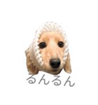 dachshund chiyoko 2（個別スタンプ：26）