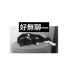 Black ＆ White Days（個別スタンプ：16）